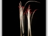DSC_9673 copie