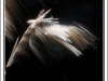 DSC_9722 copie